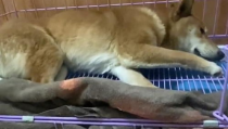 狗瘟后遗症,揭秘宠物康复之路