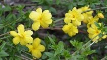 迎春花什么时候开,迎春花开花时间与养护要点